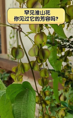 山药花什么样子