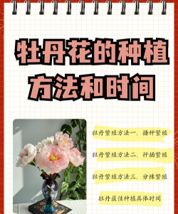 秋季怎么种牡丹