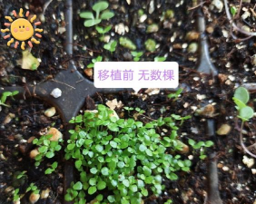 家庭养花用生根粉