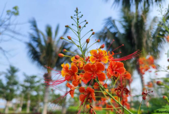 海南市市花是什么