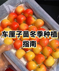 冬天怎么种樱桃