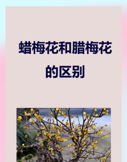 腊梅属于什么科植物