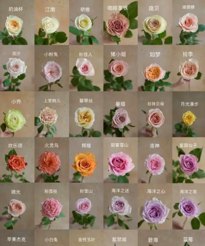 月季玫瑰是什么品种