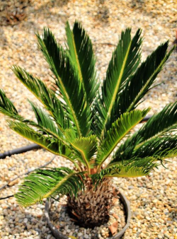 如何使盆景铁樹叶片短