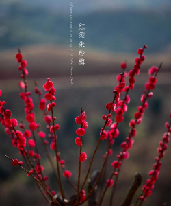 朱砂梅叶子什么形状