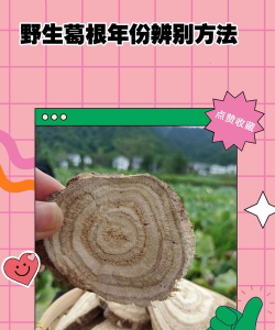 野外怎么辨认葛根