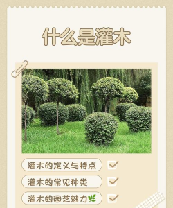 灌木有什么用处