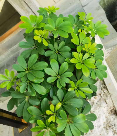 鸭掌木属于什么木