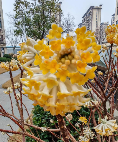 大黄的花什么气味