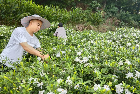 家庭养花用生根粉