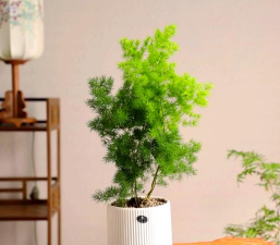 蓬莱松是什么松