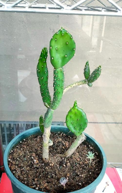 仙人掌如何过冬