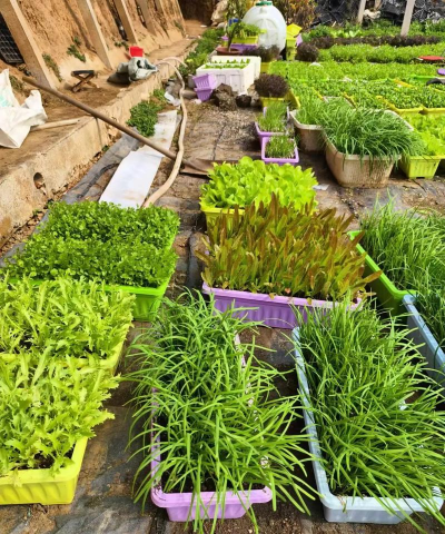 家庭养花用生根粉