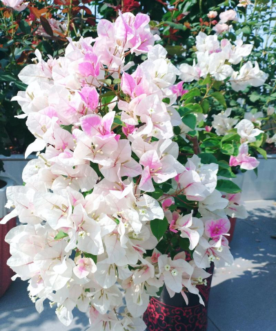 家庭养花用生根粉