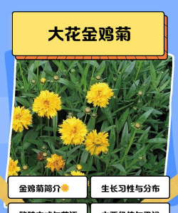 大花金鸡菊如何描述写作