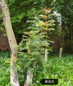 如何延长黄连木观赏期