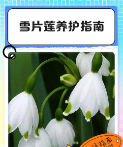 怎么种雪片莲