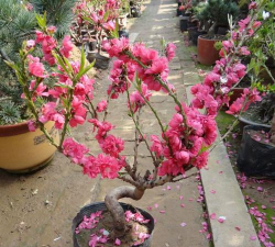 寿星桃和什么嫁接