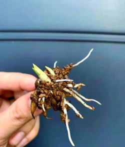 家庭养花用生根粉