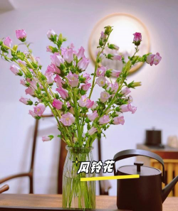 风铃 水培怎么养