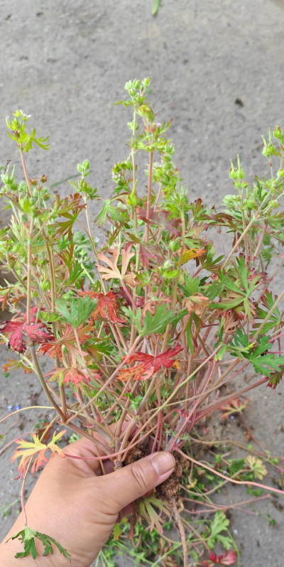 家庭养花用生根粉