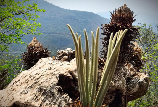 红河苏铁有什么作用