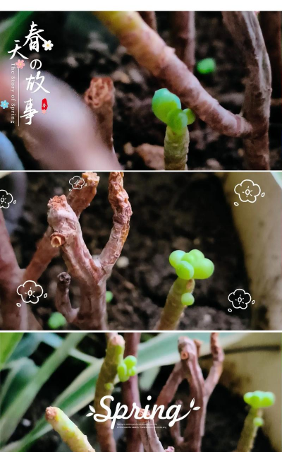 家庭养花用生根粉