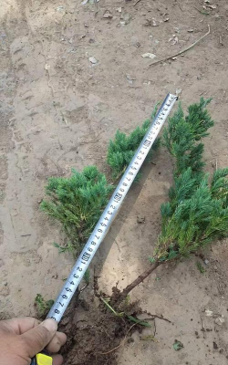 地柏的扦插技术