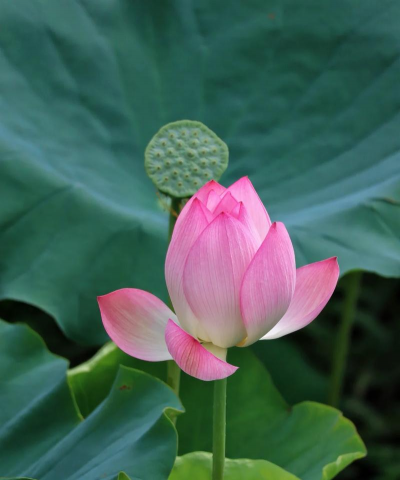 荷花里有什么呢