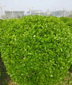 卫矛为什么耐湿