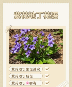 地丁花含义是什么