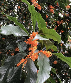 丹桂的叶子像什么