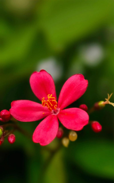 如何养花让花叶变红色