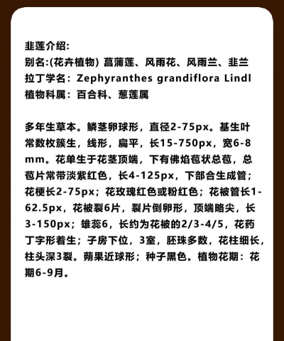 韭菜莲开花寓意什么