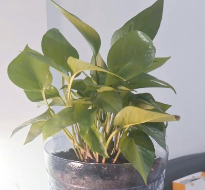 家庭养花用生根粉