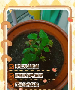 月季小苗如何养壮