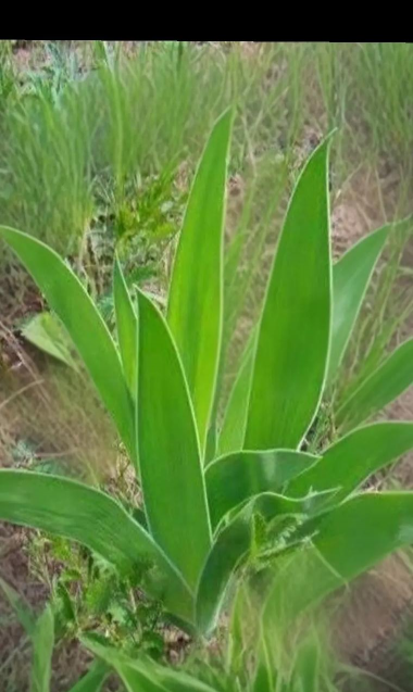 植物射干怎么读