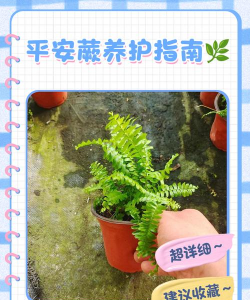 平安蕨怎么施肥