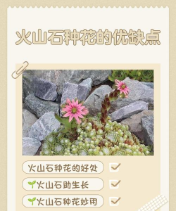 火山岩上养花好吗