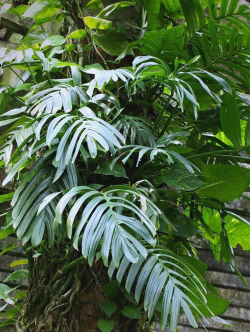 什么植物别名麒麟叶