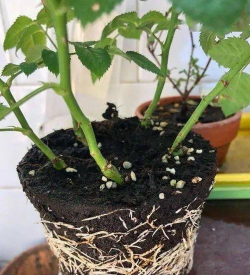 家庭养花用生根粉