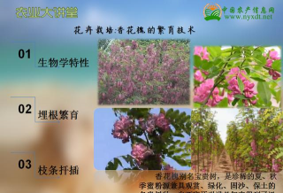 “香花槐”的繁育技术