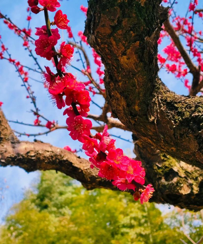 什么梅花品种最漂亮