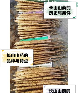 长毛山药属于什么品种