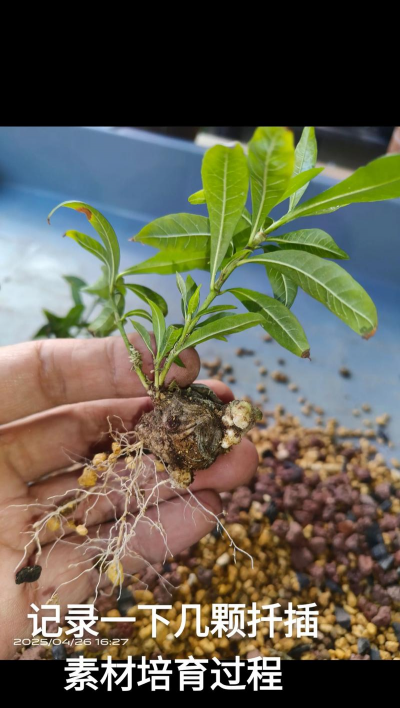 家庭养花用生根粉