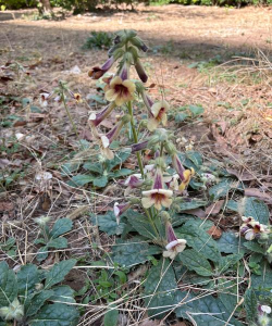 地黄和什么花很像