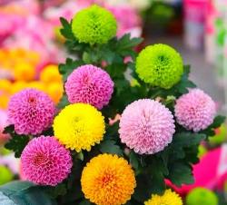 乒乓菊怎么拍照