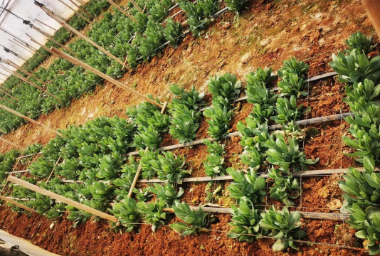 家庭养花用生根粉