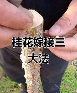 什么可以嫁接到桂花