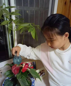 家庭养花用生根粉